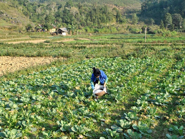 Cách trồng rau bắp cải