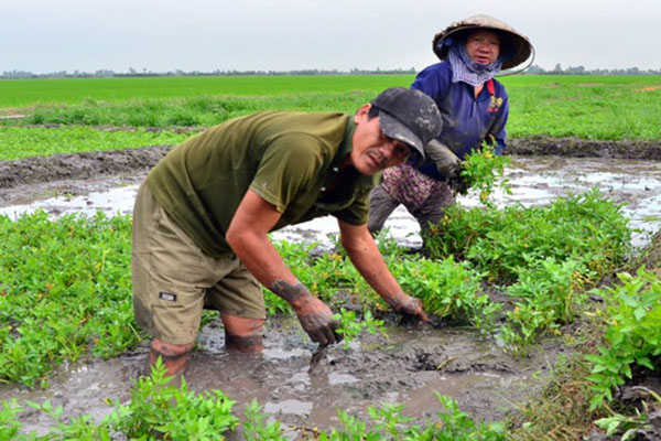 Cách trồng rau cần nước