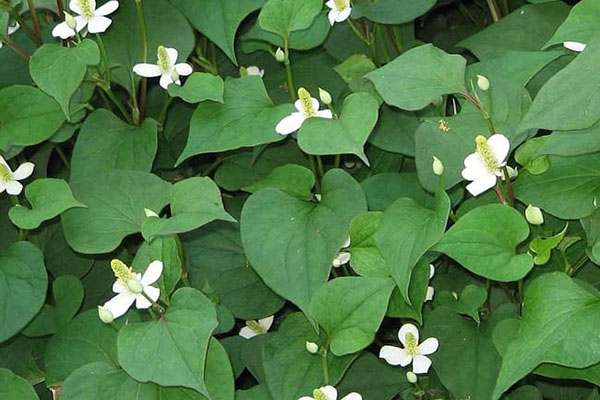 Cách trồng rau diếp cá
