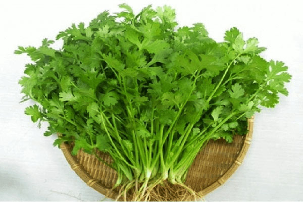 Cách trồng rau mùi