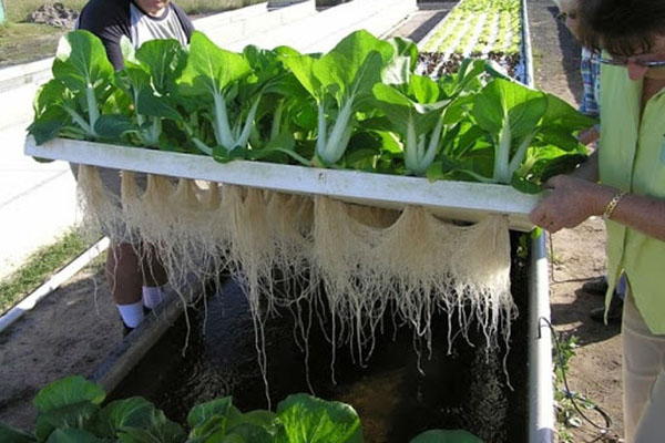 Cách trồng rau thủy canh trong thùng xốp