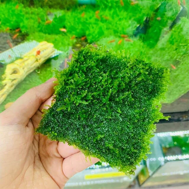 Cách trồng rêu thủy sinh
