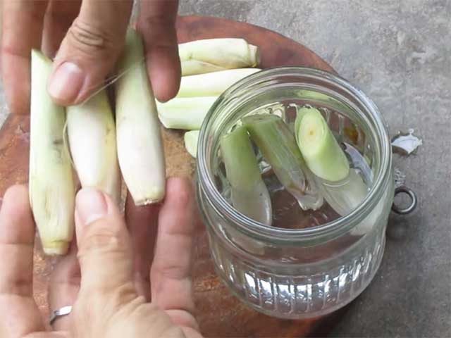 Cách trồng sả trong nước