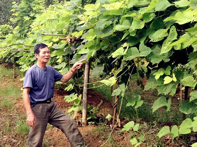 Cách trống sắn dây