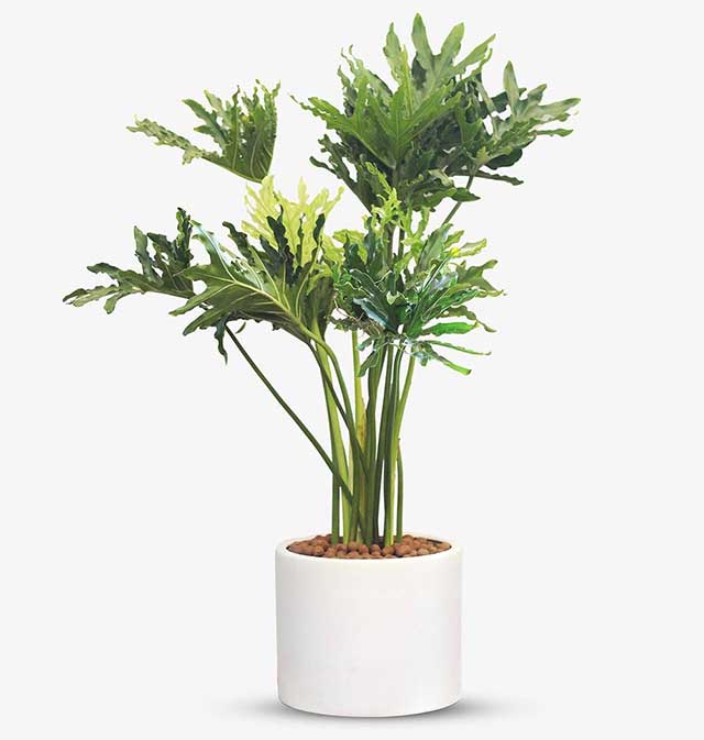 Cách trồng trầu bà thanh xuân