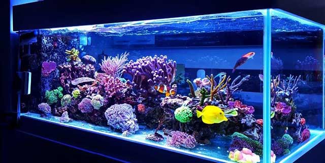 Cảnh dương Aquarium - cửa hàng bán bể nuôi cá cảnh