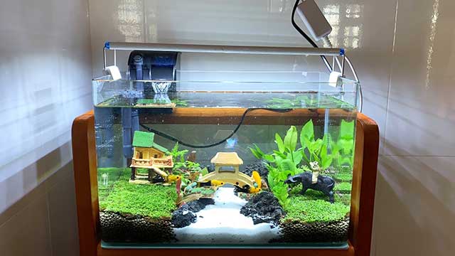 Cấu tạo bể cá cảnh đúc