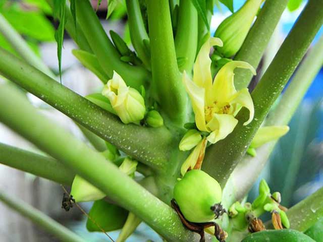 Cây đu đủ bị rụng hoa