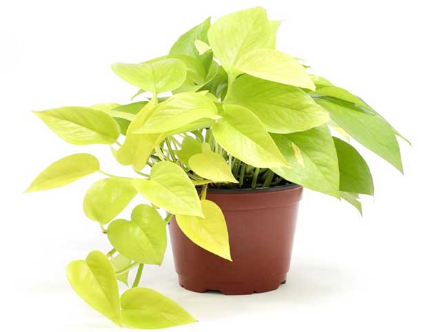Cây trầu bà có tác dụng gì