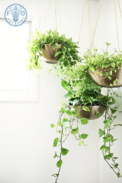 Cây trồng trong nhà trầu bà 2