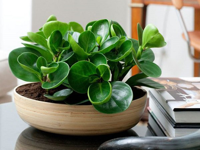 Cây trường sinh trồng trong nhà