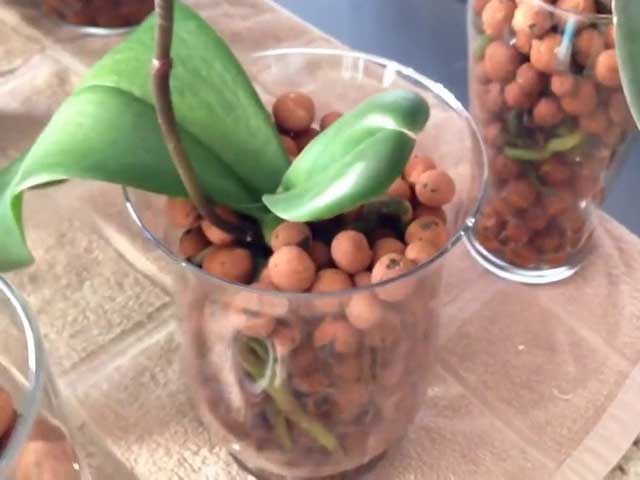 Chăm sóc lan hồ điệp sau tết