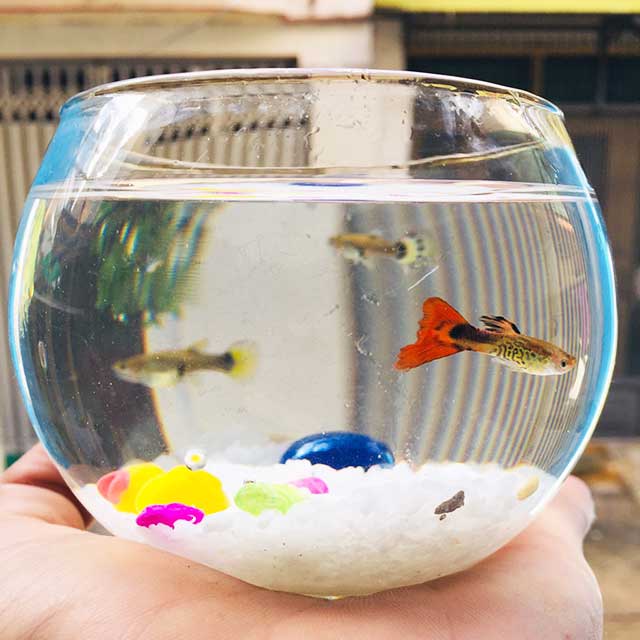 Chậu cá cảnh mini