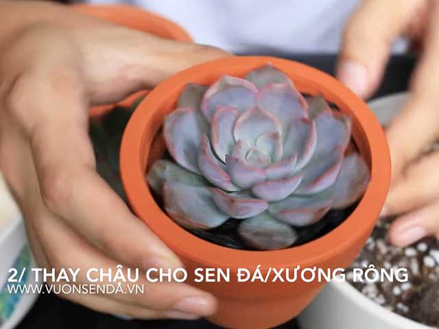 Chậu trồng - Cách chăm sóc sen đá