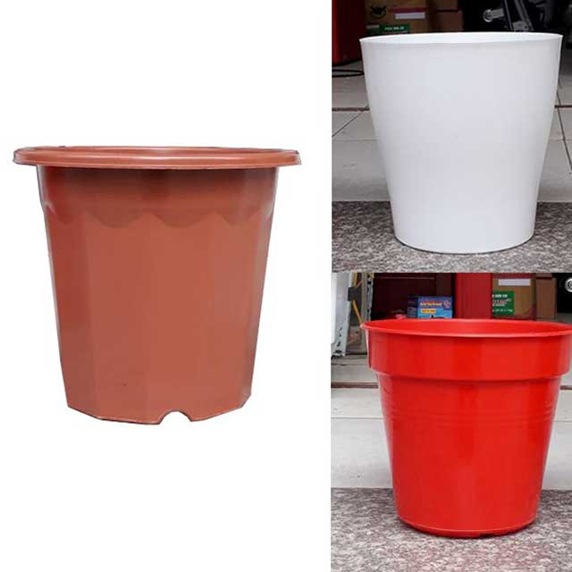 Chậu trồng hoa tulip