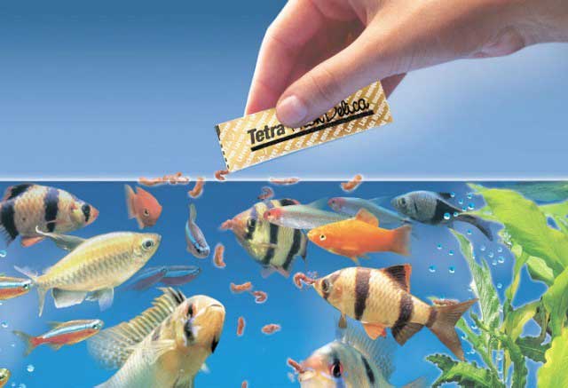 Cho cá cảnh ăn thức ăn đúng cách