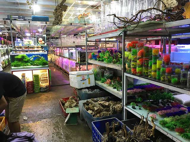 Chợ Cá Cảnh Sài Gòn quận 5