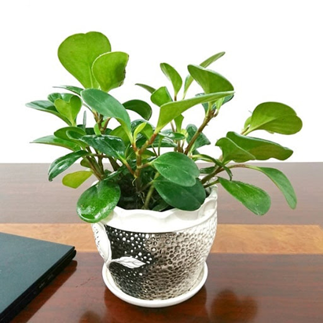 Có nên trồng cây trường sinh trong nhà