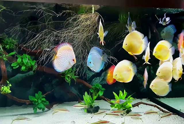 Cửa hàng cá cảnh gần đây 3