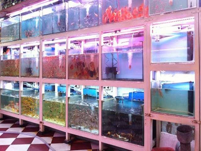 Cửa hàng cá cảnh hoa việt