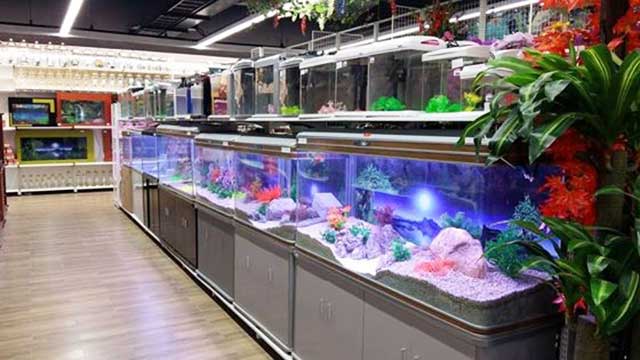 Cửa hàng cá cảnh hồng ngọc