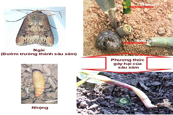 Đặc điểm sâu xám