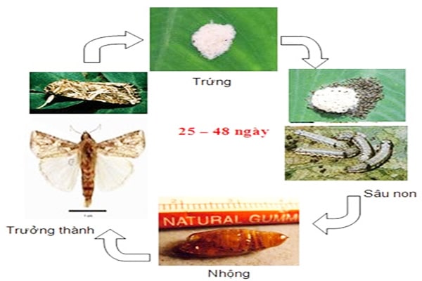 Đặc điểm sinh học của Sâu khoang