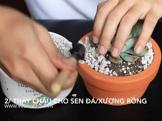 Dải đá lên mặt chậu - Cách chăm sóc sen đá