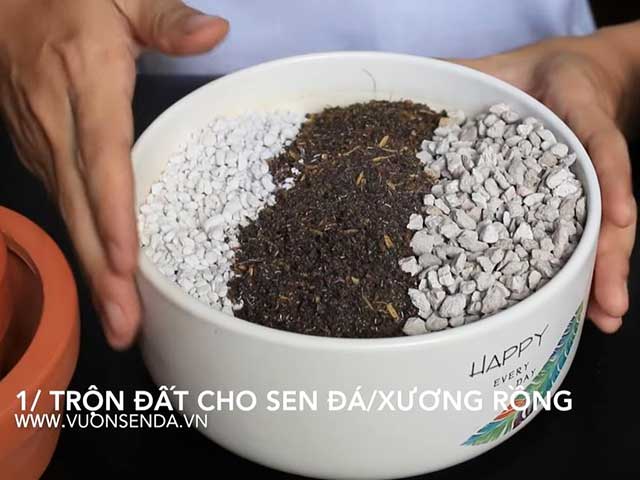 Đất trồng - Cách chăm sóc cây sen đá