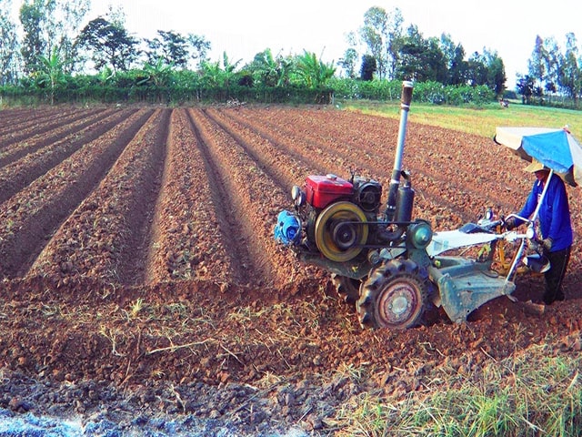 Đất trồng đu đủ