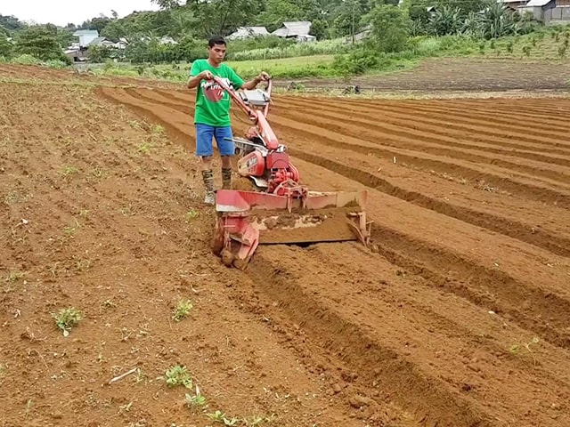 Đất trồng khoai lang