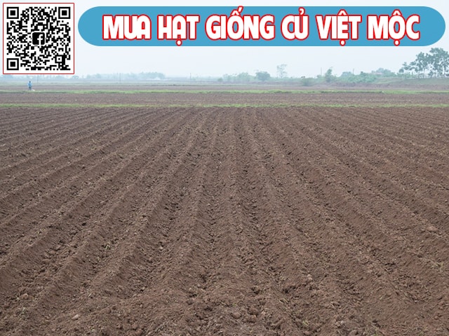 Đất trồng khoai tây vụ đông