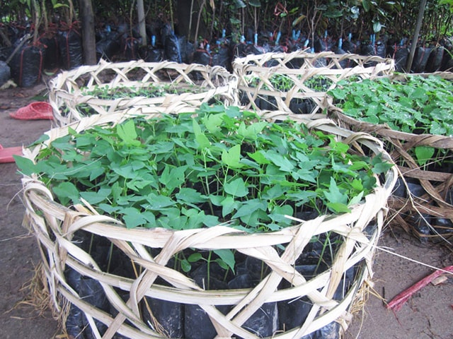 Đu đủ giống