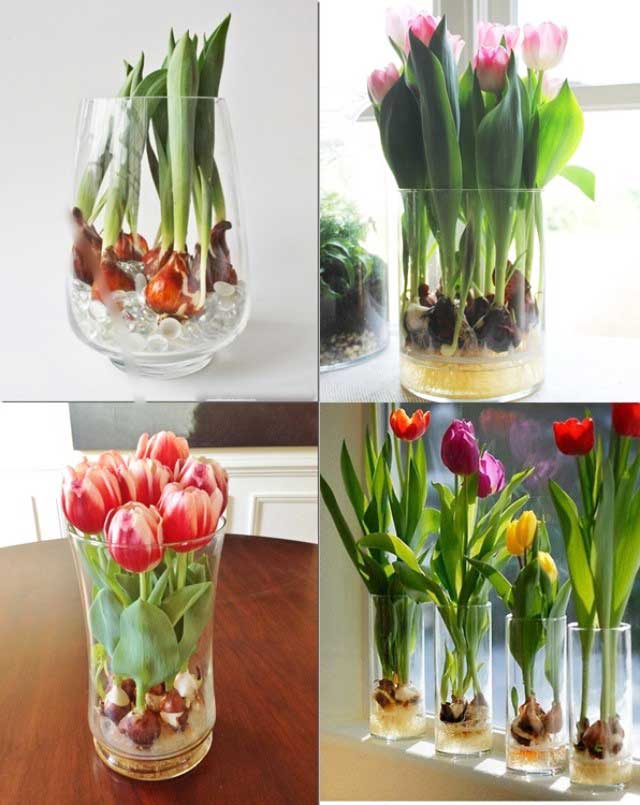 Dung dịch trồng hoa tulip trong nước