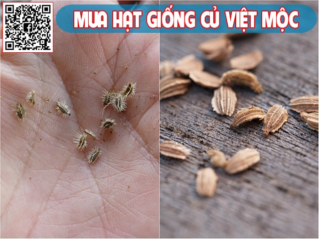 Hạt giống cà rốt