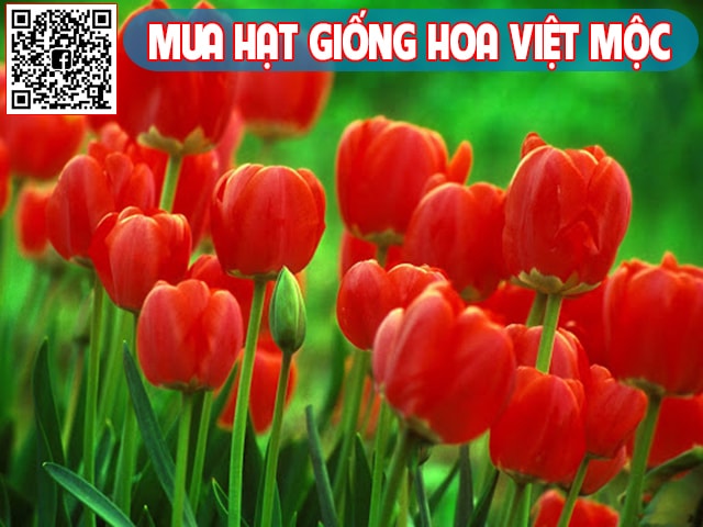 Hình ảnh hoa tulip đỏ