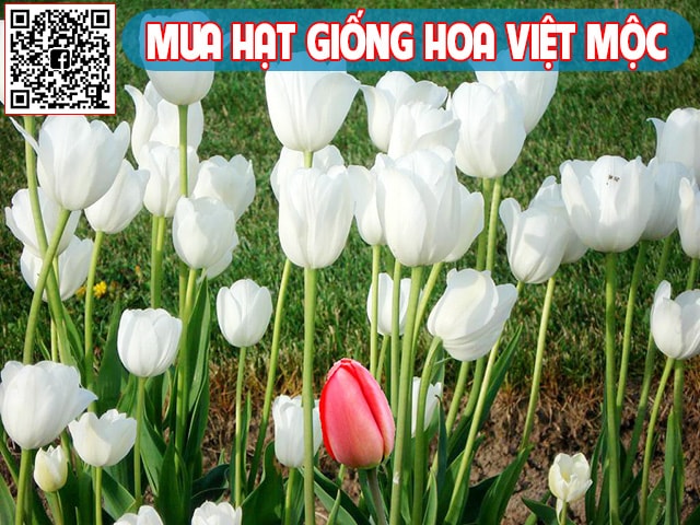 Hình ảnh hoa tulip trắng