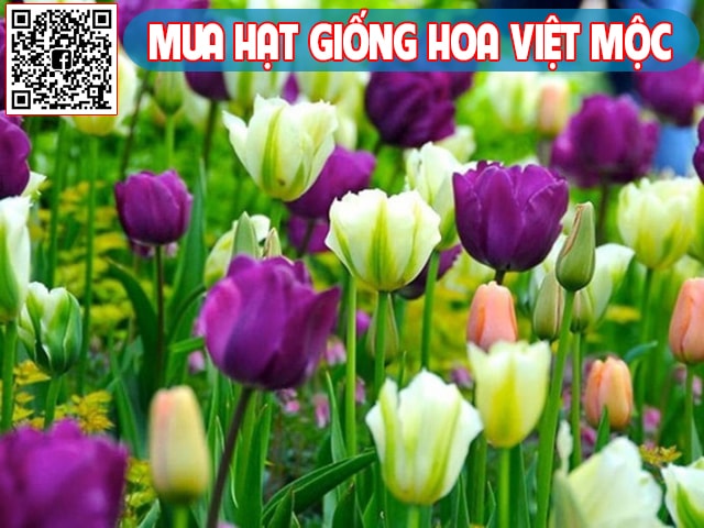 Hình ảnh hoa tulip