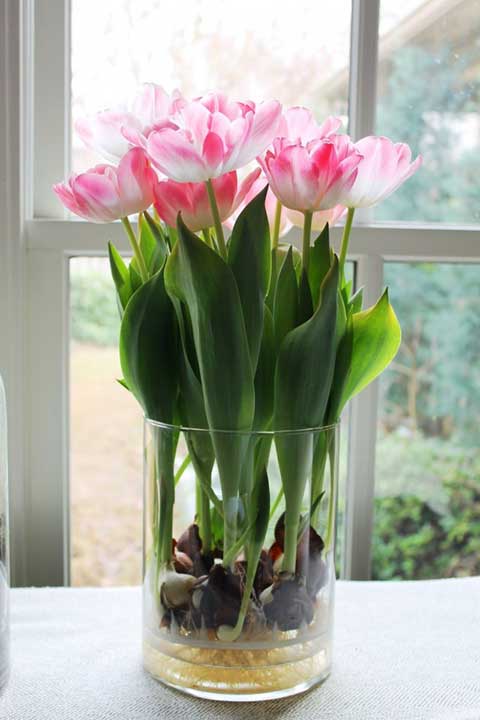 Hoa tulip nở trong bao lâu