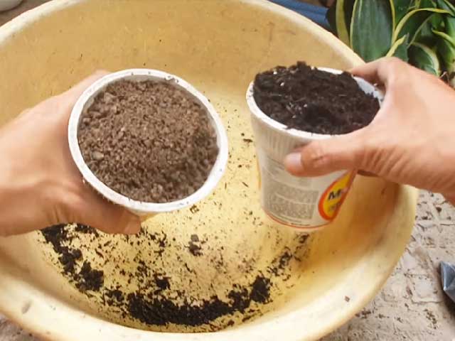 Hỗn hợp đất trồng cây lưỡi hổ