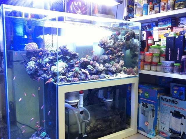 hưng nguyễn cửa hàng cá cảnh thủ đức