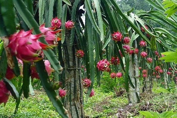 Kiến lửa gây hại cây thanh long