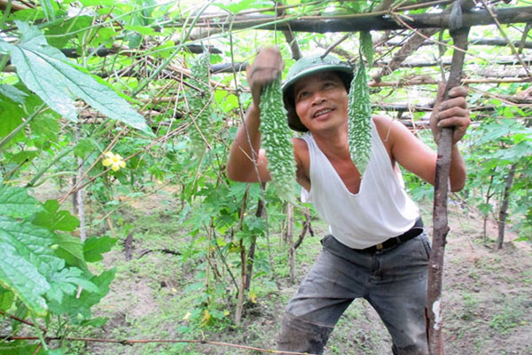 Kinh nghiệm trồng mướp đắng