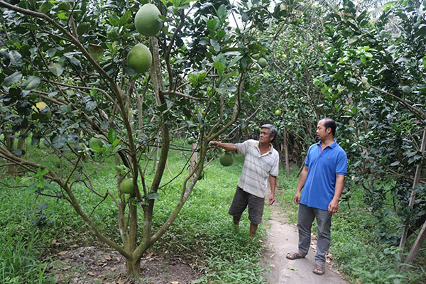 Kỹ thuật trồng cây bưởi da xanh