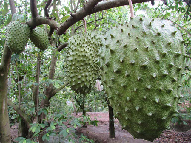 Kỹ thuật trồng cây mãng cầu xiêm