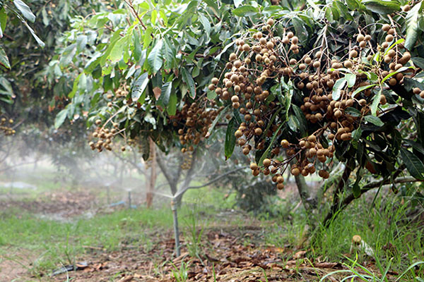 Kỹ thuật trồng cây nhãn