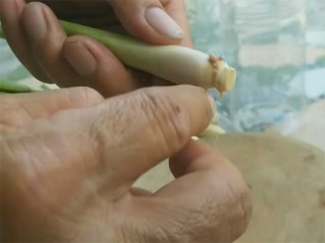 Kỹ thuật trồng cây sả