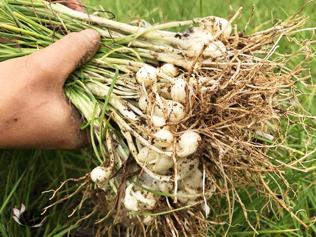 Kỹ thuật trồng củ nén