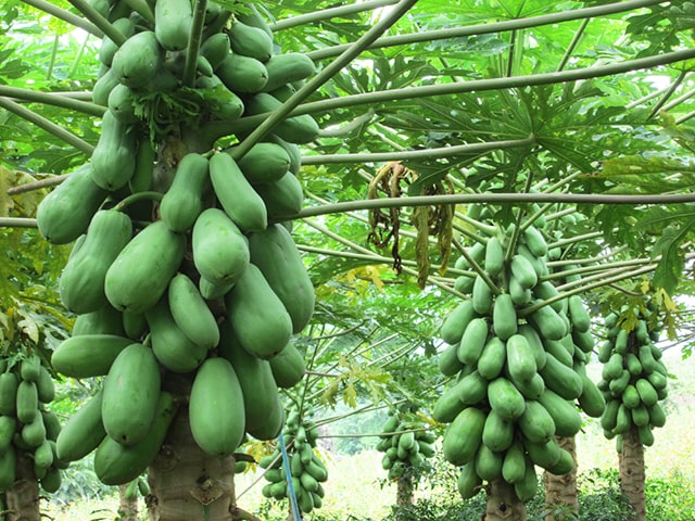 Kỹ thuật trồng đu đủ