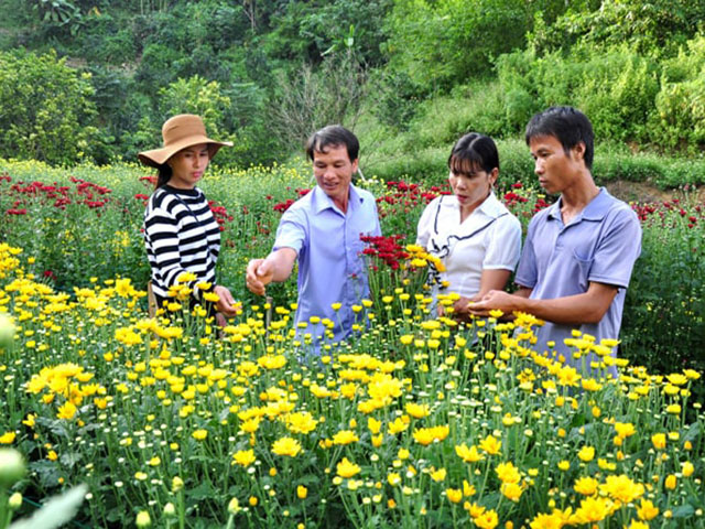 Kỹ thuật trồng hoa cúc đà lạt